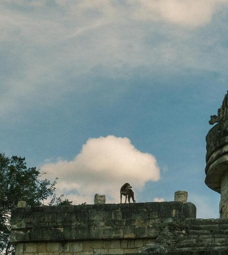 A brave dog at El Caracol observatory ruin in Chichén-Itzá, Mexico.