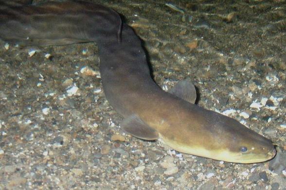 Why Did the Eel Cross the Road? – Exploring the Fascinating Annual Migration of New Zealand’s Longfin Eel
