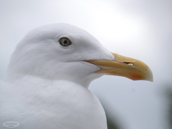 Das Bild zeigt eine Nahaufnahme des Kopfes einer Möwe von der Seite. Der Fokus liegt auf dem Auge, dem Schnabel und den feinen Details des Gefieders. Die Möwe ist weiß mit einem gelben Schnabel. Der Hintergrund ist unscharf und hell.