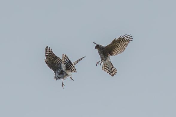 Zwei Sperberweibchen kämpfen am Himmel