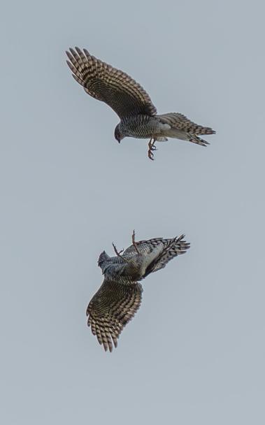 Zwei Sperberweibchen kämpfen am Himmel