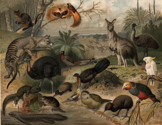 A painting of Australian, New Zealander, and Papuan fauna