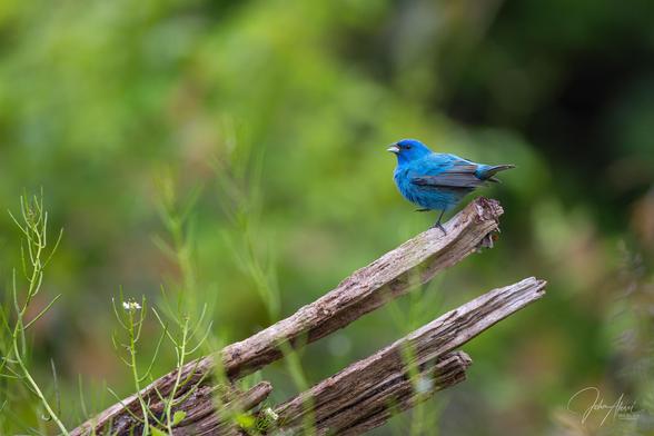 Horizontal frame.  A decaying log enters from the lower left corner and extends diagonally about 4/5 to the right of the frame.  The bunting is vibrant indigo/blue and perched on the end of the log and faces left in a perfect profile.  Its right foot is suspended in the air and its beak is slightly parted in song.  The background is mostly green with some hints of orange and the foreground consists of green foliage with small white flowers.