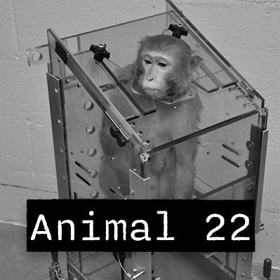 Picture: Physicians Committee for Responsible Medicine - Animal no. 22 Neuralink https://www.pcrm.org/ethical-science/animals-in-medical-research/neuralink/animal22
