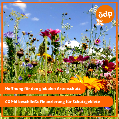 Das Bild zeigt eine Blumenwiese.