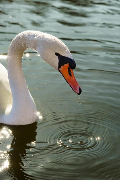 An elegant swan with white feathers bends its head toward the water. Droplets fall from its orange beak, creating gentle ripples on the surface. The sunlight reflects off the water, adding a warm, golden atmosphere to the scene.