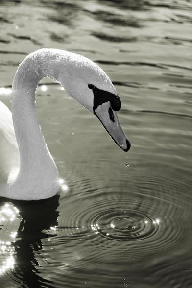 The same scene in black and white: The swan, with its curved neck, appears timeless and graceful. Without color, the focus shifts to textures, water droplets, and the light reflections on the surface, making the contrasts even more striking.