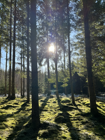 Skog där solens strålar lyser genom trädtopparna 