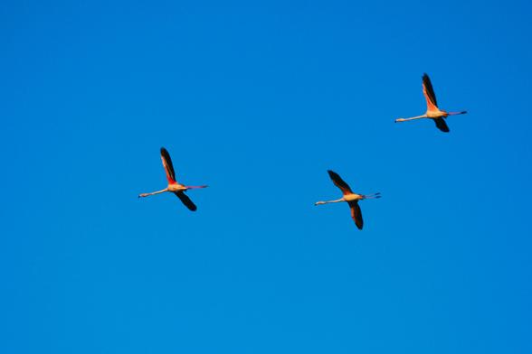 Tres flamencos común (Phoenicopterus roseus) volando en las lagunas del sendero Río Arillo-Tres Amigos. Se aprecia su cuello largo que permanece alineado con sus patas, también largas y finas. Destacan sus grandes alas y sus colores rosados, blancos y negros.  El cielo  azul del fondo, embellece la imagen. 