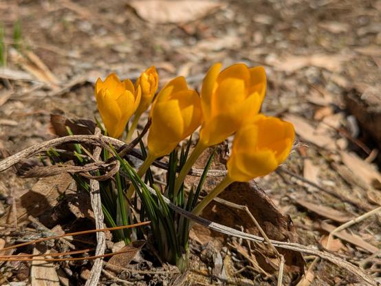 Close up photo of a small bloom of yellow crocuses coming up through brown earth and leaf litter.