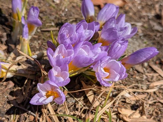 Close up photo of a small bloom of purple crocuses coming up through brown earth and leaf litter. There crocuses are open, and the orange, pollen-covered stamens can be seen in some of them.