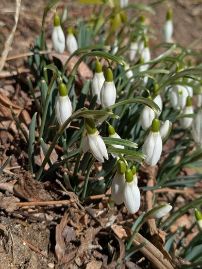 Close up photo of a small bloom of white snowdrop coming up through brown earth and leaf litter. The flowers all droop toward the ground.