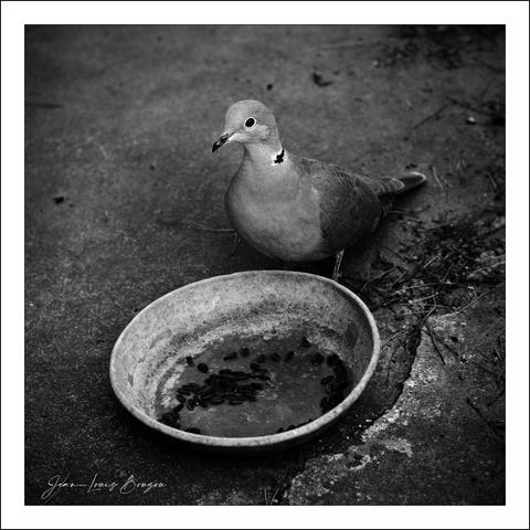 The image features a collared dove gracefully positioned beside a shallow, weathered bowl. Its presence exudes a sense of calm, with the bird’s soft gray feathers contrasting gently against the muted tones of the background. The plate, slightly tarnished, holds remnants that hint at a recent meal, fostering an impression of nourishment and survival.
The monochromatic palette imbues the scene with a nostalgic quality, evoking a timeless moment in nature. There's a sense of stillness, as if the world has paused to observe this simple interaction between wildlife and its surroundings. The collared dove, with its watchful gaze, suggests an awareness of its environment, embodying both vulnerability and resilience.