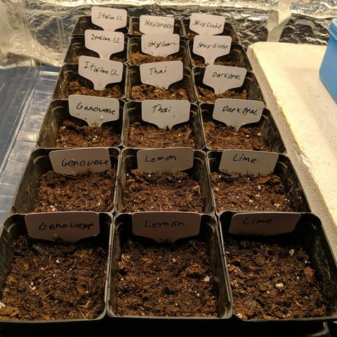A square cropped photo showing the tray after it has been planted. There is a white plant stake with hand written label in each pot.