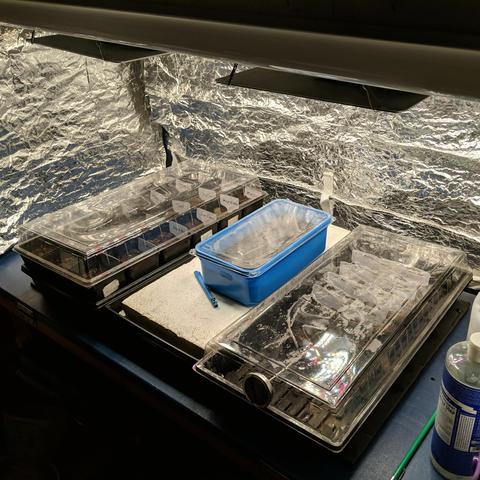 A square cropped photo showing an overview of the area where the seeds are being started. It consists of a hanging overhead platform with lights attached and curtains of reflective fiberglass cloth to enclose it. This covers a blue plastic topped work bench. On the left is the basil tray, in the middle is a stack of insulating foam in a tray with a small blue rectangle tub with clear cover that contains small pots with the St. John's wort, Hypericum prolificum seed. On the right is a tray that contains small pots with peppers seeded in it's center that is covered. Reflections from the cover of the right tray show one of the LED light panels.
