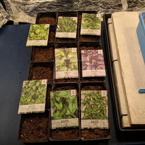 A square cropped photo of the basil seed packets laid out on the pots where they will be planted. There are 18 pots in a 1020 seed tray. There will be 2 pots per seed type except the Genovese and Italian large leaf will have 3 pots.