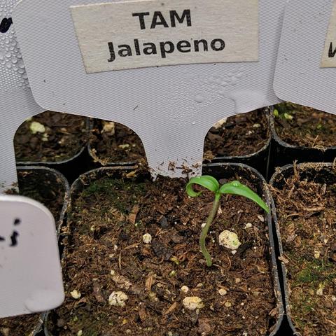 A square cropped closeup photo of a single jalapeno seedling that is fully up and the leaves are green. It is in a 2-inch pot with a white plant tag. It is a saved seed from 2024.