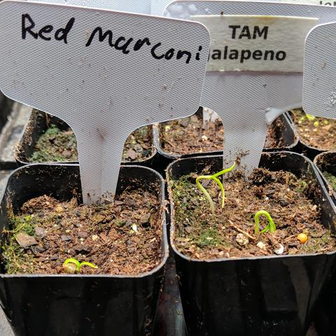 A square cropped closeup photo  showing two small square pots with pepper seedlings. They left pot is fully up but very short and small and pale green. The right pots has one partially up but not vertical and another that has leaves visible still pulling out of the soil and bother are also pale green. The left pot is labeled with a plant tag and says Red Marconi in hand writing. The right pot is labeled TAM Jalapeno on a printed label.