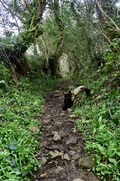 A narrow sunken path fringed by bluebell leaves and trees.