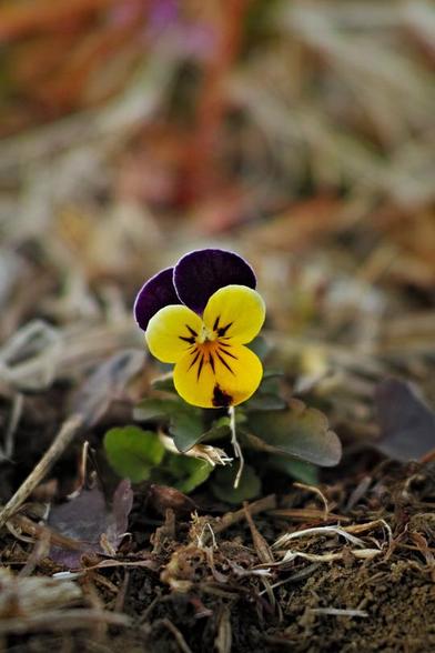 A single flower of a viola in yellow, orange & violet.