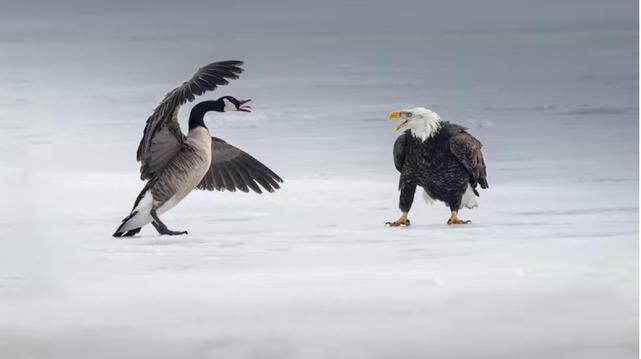A bald eagle may have thought it spotted an easy lunch in a Canada goose sitting on an icy bay in Burlington, Ont., but according to Mervyn Sequeira — who watched and photographed a 20-minute battle between the two birds — the goose held its own. - from a CBC article Mar 4/25.