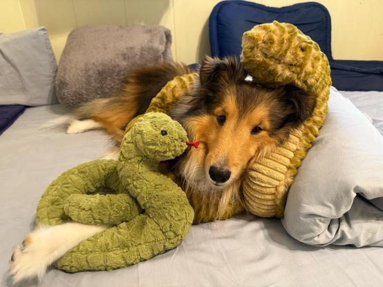 A photo of Bailey, a Shetland Sheepdog, intertwined with two plushie snakes, offering a long-suffering expression.
