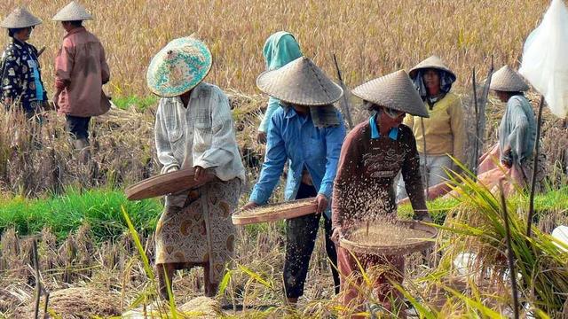 People winnowing rice.