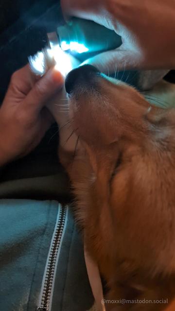 Moxxi the corgi is on a human's legs and getting her nails trimmed. It's a view from above, fairly closed to Moxxi's face.