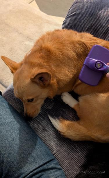 Moxxi the corgi is curled up on a couch, next to a human leg. She's getting brushed by a purple pet brush.