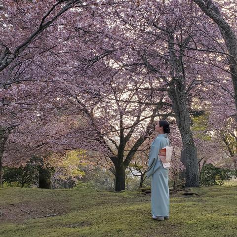 Nao-san admires the cherry blossoms in Nara.