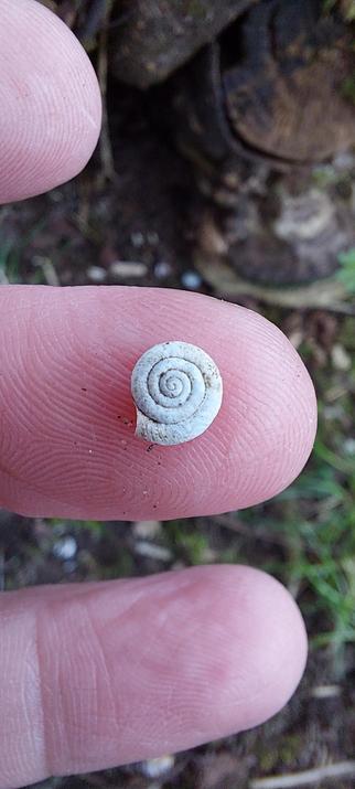 A tiny, tiny, pale grey snail shell on my fingertip.