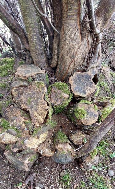 The base of a tree where thick branches have been cut back, the stumps of them are being slowly covered in moss.
