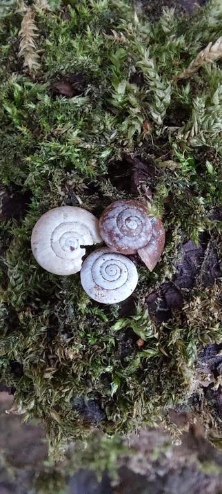 Three tiny snail shells (including the one from the last picture) arranged close together on moss.