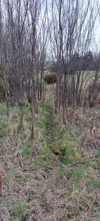 A slim track through fine bare trees.