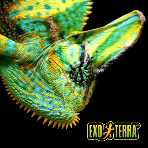 Chameleon 