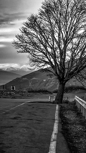 The tree in front of the Caucasus 