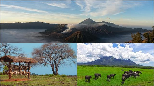 Mount Bromo, Baluran Safari Tour Package 3 Days is a combination tour itinerary between the Sunrise and crater exploration on Mount Bromo using 4 WD jeep, then the wildlife animal exploration in Safari Baluran National Park.