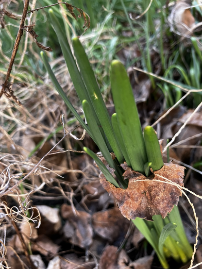Difficult shoots growing straight through a dead leaf