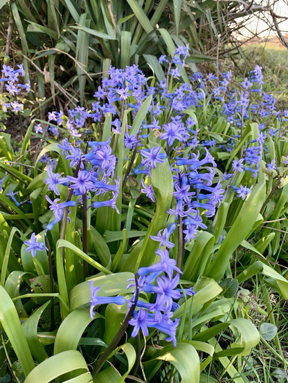 Jacinthes mauves 