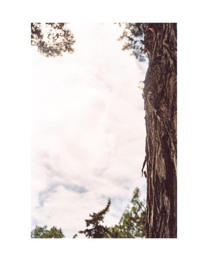 a tree at the right edge of the picture with a tiny cricket hiding in the bark, white hazy sky with blue dots in the back