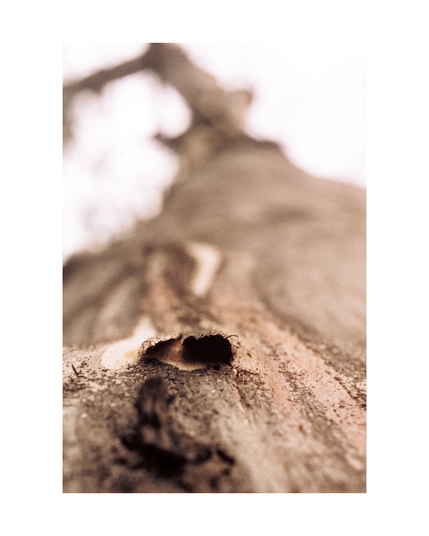 a eucalyptus tree stem fading into blur with dry bark and a hole in focus
