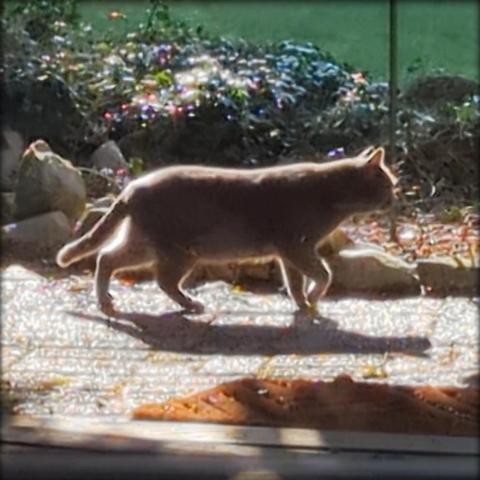 Lemon's mother walking through our backyard. She is a very pretty solid grey cat. The sun is behind her which creates a lovely halo effect outlining her profile. She's walking to the right.