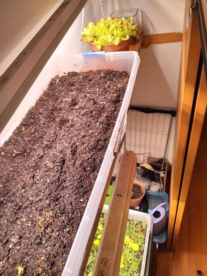 An angled shot looking down at a dirt bed container garden, next to the same clay pot of lettuce plants. Below the shelf you can see another set of hanging lights, the second container garden which has tortoise greens growing. I turned my closet into a vegetable grow room
