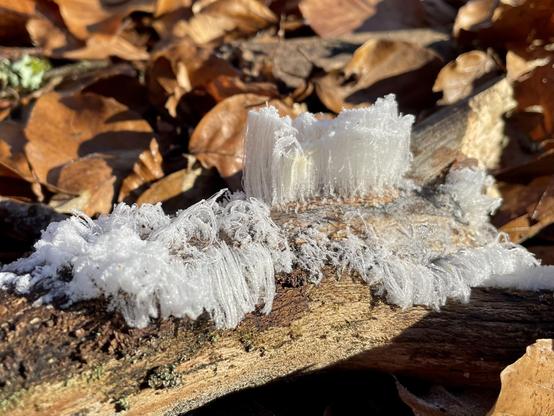 Frozen something, found in the woods this morning; it looks like very thin yearn, coming out of a part of a tree. In the back are golden/brown leaves.