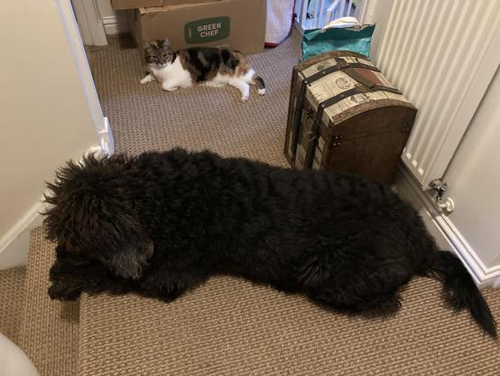 A black labradoodle lies at the top of the steps, her nose & front paws hanging over the edge. A calico cat lies on her side down the hall from the dog.
