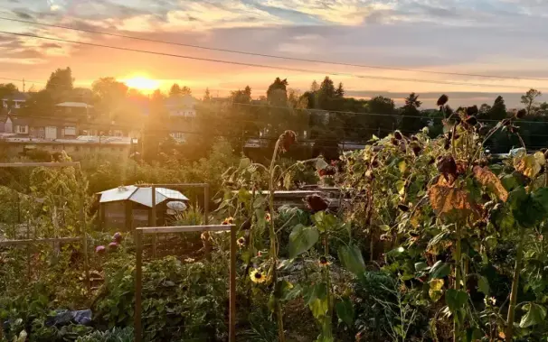 Beacon Food Forest at Sunset. | Photo by Elise Evans