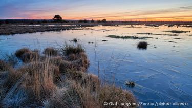 Moor im Abendlicht