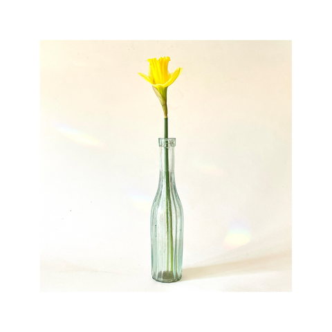 a single daffodil stem, in flower, in a slender bottle. photographed against a white background. 