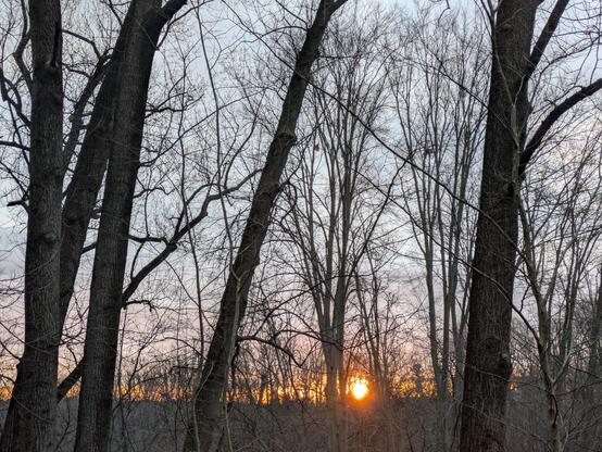 Photo taken through the bare trunks and limbs of trees in the woods, looking east. The sun has just risen over a distant ridge. The sky is blue and mottled by clouds. Near the horizon the sky glows orange, gold and yellow.
