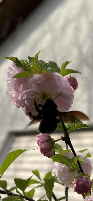 Motiv:
Eine große schwarze Holzbiene mit ausgebreiteten Flügeln befindet sich auf einer rosa Blüte eines Mandelbaums. Der Hintergrund zeigt eine helle Wand mit einem Fenster, teilweise verdeckt durch grüne Blätter.

Stimmung & Wirkung:
Die Szene vermittelt einen natürlichen Moment zwischen Insekt und Blüte. Die schwebende Biene und die blühende Pflanze erzeugen einen Eindruck von Lebendigkeit und saisonaler Veränderung.

Technische Details:
Farbe: Natürliche Farben mit sanften Rosatönen, lebendigem Grün und einem neutralen Hintergrund.
Schärfentiefe: Die Biene ist unscharf, während die Blüte im Fokus steht. Der Hintergrund ist weich und nicht ablenkend.
Lichtverhältnisse: Natürliches Sonnenlicht mit Schattenbildung auf der Wand und leichten Reflexionen an den Flügeln der Biene.